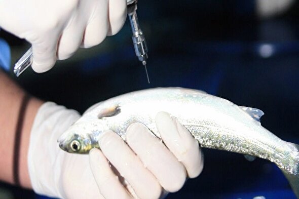تولید واکسن مخصوص ماهی 